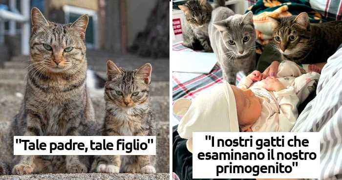 42 foto di gatti così adorabili che è impossibile non amarli