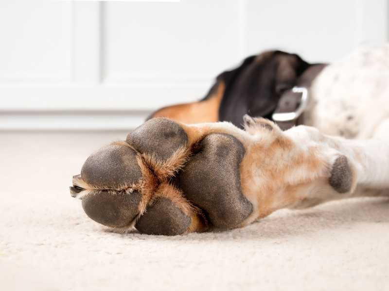 La domesticazione ha rimpicciolito alcuni animali