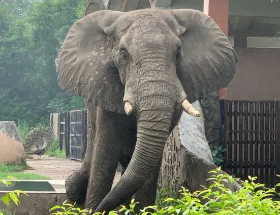 “Era troppo giovane, l’isolamento l’ha ucciso. Da 20 anni viveva completamente solo”: è morto Shankar, l’ultimo elefante africano nello zoo di Dehli