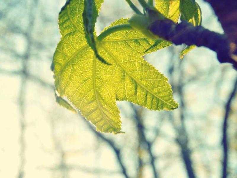 Occhio di Gatto: tra Misticismo, Cristalloterapia e Simbologia Antica