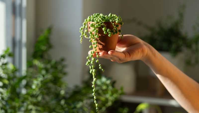 Senecio Rowleyanus, dove tenere e quanto innaffiare la Pianta del Rosario