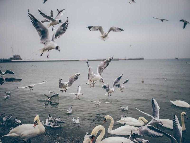 Stefano Mei: Campione e Leader dell'Atletica Italiana