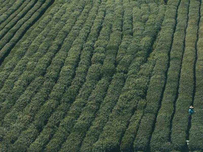 Umberto Bossi: Fondatore e Volto della Lega Nord