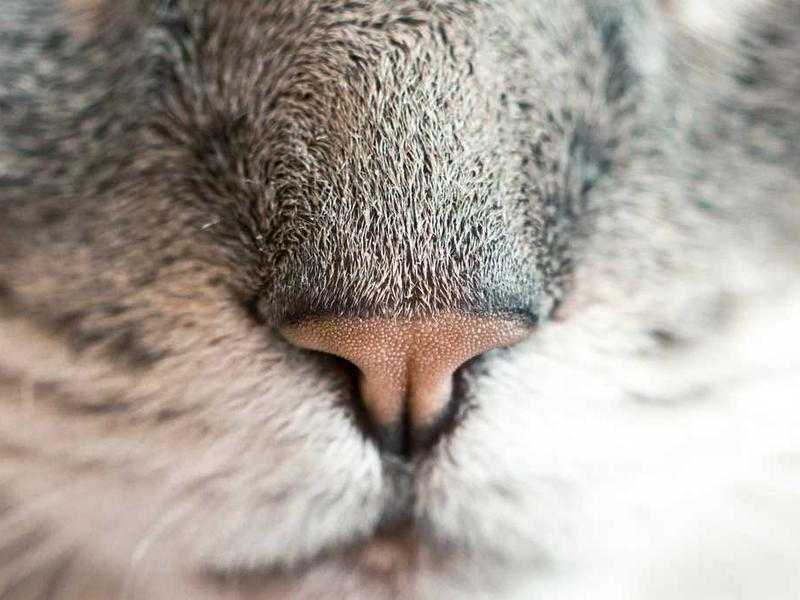 Decima MAS: patrioti o criminali?