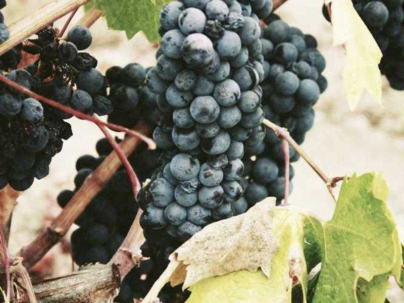 Free Palestine: storia, significati e contesto attuale