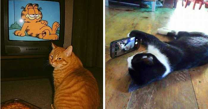 50 foto di gatti in trattativa con la realtà