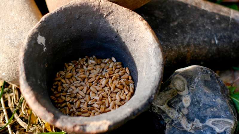 Chewing gum neolitici: finestre preziose sulla vita quotidiana di 6000 anni fa