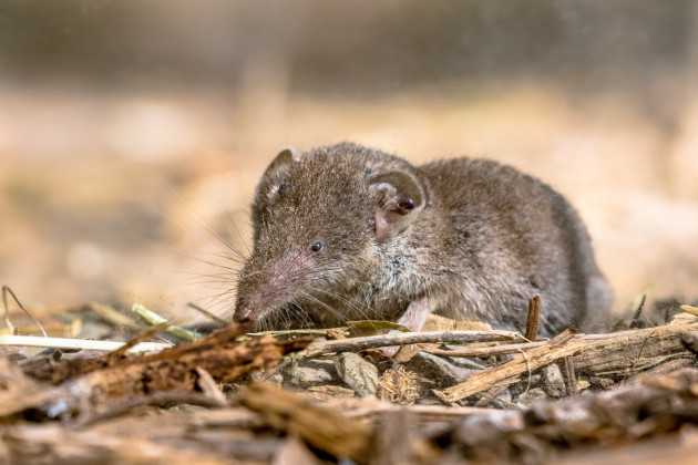 L’estinzione dei toporagni in Australia: un segnale allarmante per la biodiversità
