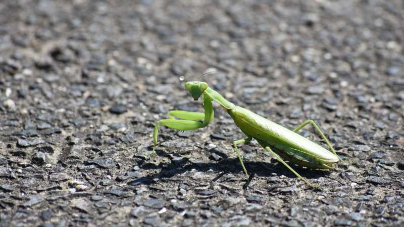 Se vi capita di trovarvi davanti una mantide gigante non spaventatevi, ma c’è una cosa che dovete fare