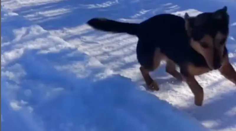 Torino, il cane Rocky ucciso senza pietà con un fucile da caccia: "Vogliamo giustizia