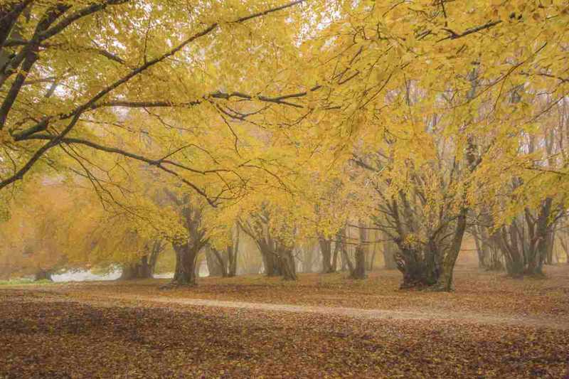 Canfaito: il segreto verde delle Marche