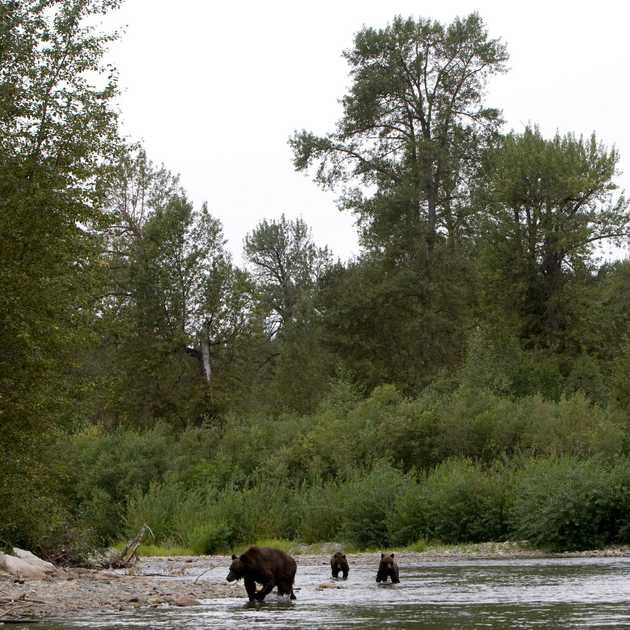 Orsi Grizzly: Tre Bambini Feriti in British Columbia