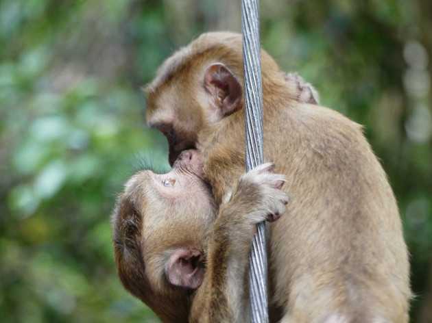 Il bacio: un'usanza primordiale più antica di quanto pensiamo