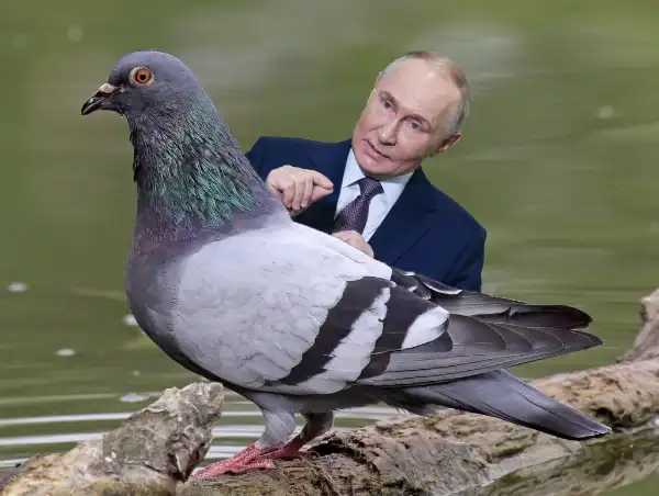 Sorveglianza ornitologica: Piccioni trasformati in biodroni per spiare i cittadini?