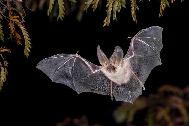 Pipistrelli: amici o nemici? È tempo di cambiare prospettiva