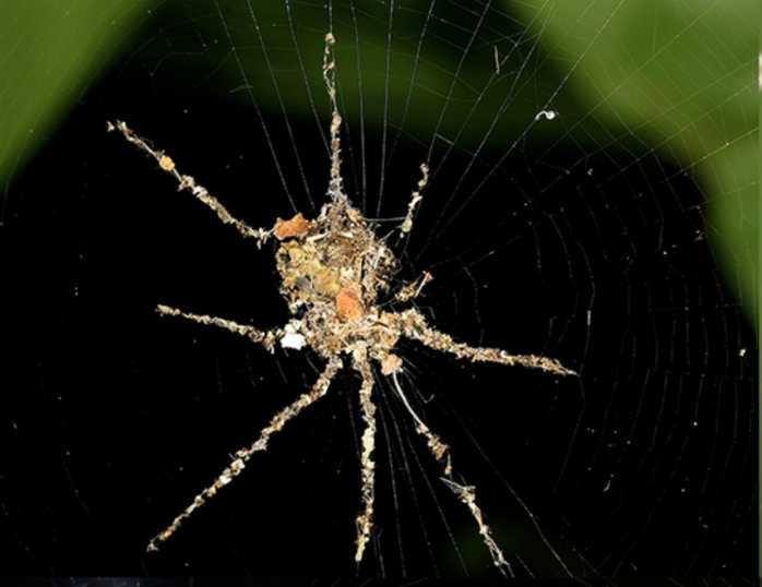 Ragni Artisti: Creano Esche per Ingannare i Predatori