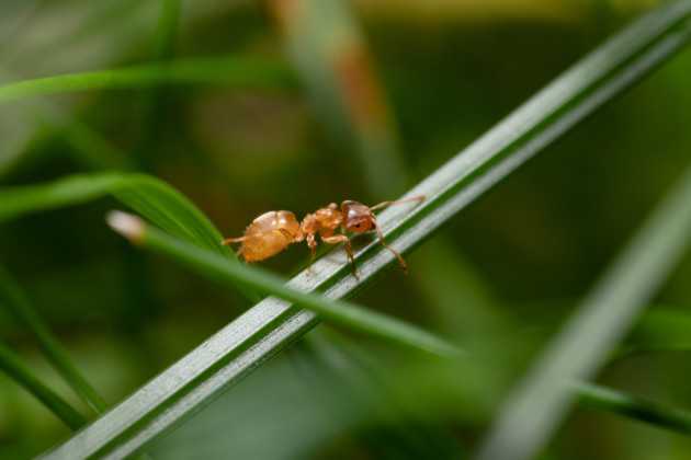 Guerra Chimica tra Formiche: Il Parassitismo di Nuova Generazione