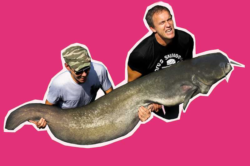 Rimozione Massiva di Siluri: 1200 Esemplari Estratti dai Laghi