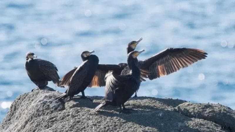 Abruzzo: cormorani