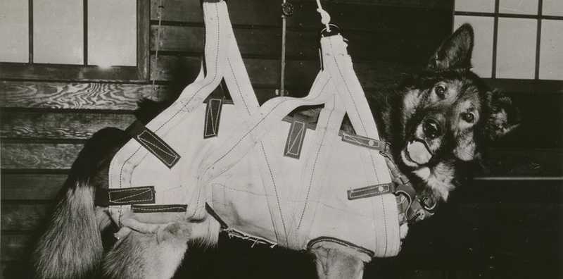 Bestie da Battaglia: Il Ruolo Silenzioso degli Animali nei Conflitti Umani