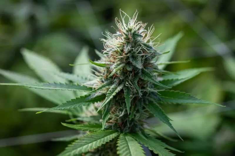 Cannabis light letale: il suicidio del ragazzo dopo un tiro