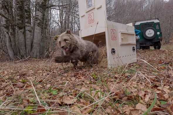Nina l'Orsa Libera: La Favola Natalizia Che Incanta Tutti