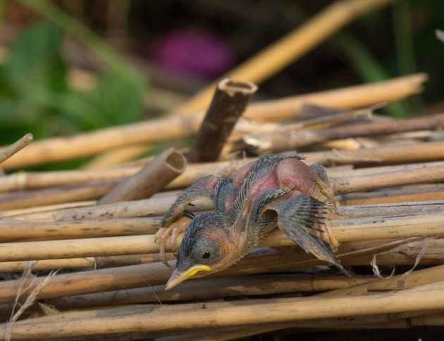 Toccare Pollo Crudo: Rischio Infezioni o Bufala?