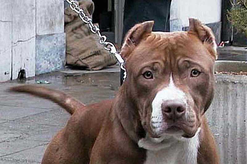 Pitbull Attacca Padrone: Moglie lo Salva con Coltellate