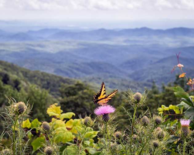 Crisi Inattesa: Clima Impazzito Spezza Legami Vitali tra Piante e Farfalle