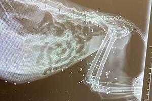 Gattina crivellata di pallini ad Anzio: orrore in colonia felina