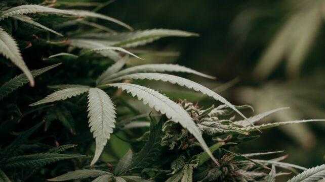 Cannabis: Enzimi Ancestrali e la Nuova Frontiera Terapeutica