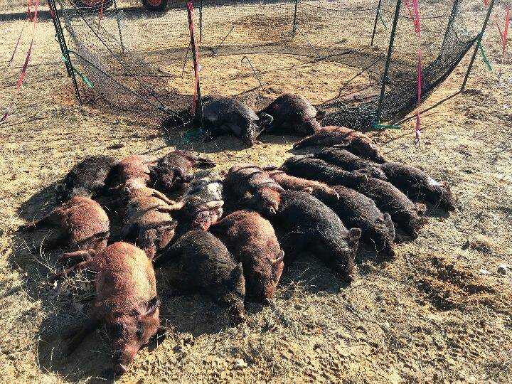 Peste suina africana: un campanello d’allarme per l'agricoltura italiana