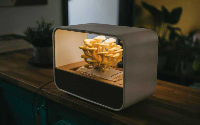 Da Successo a Incubo: il Flop dello Startup Ungherese Shrooly