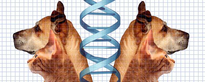 Clonare il Pet per Sempre: Cani, Gatti e Mammut?