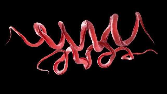 Origini storiche della sifilide e del Treponema pallidum