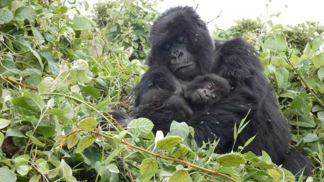 Gorilla di montagna: un'eccezione nel mondo animale