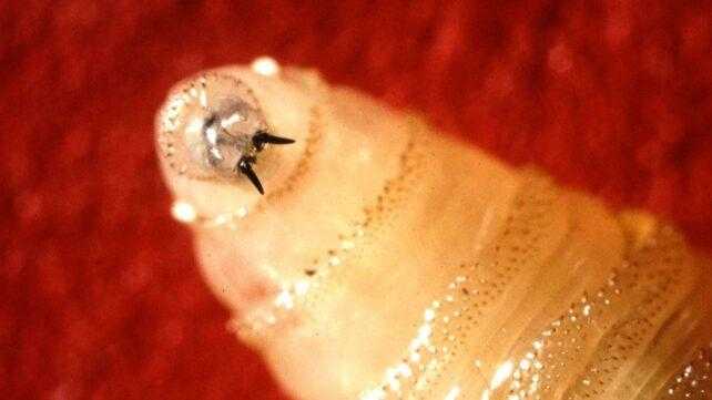 Screwworm della Carne: Allarme Sanitario per Uomo e Animali