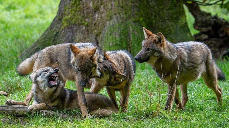 Uccisioni di lupi nel 2026: Regolamenti e Variazioni