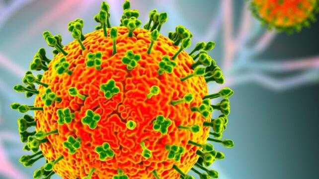 Allerta Virus Nipah in India: Rischi e Precauzioni