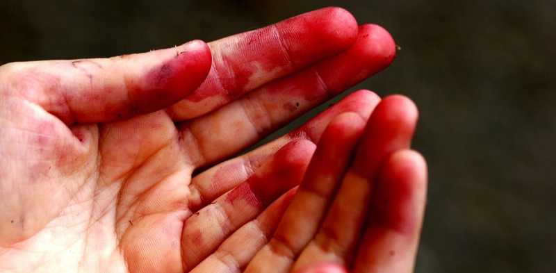 Fragole, sindacati e un licenziamento inaspettato