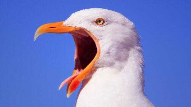 Il Guano: Oro Nero degli Inca e il Destino di Cajamarca