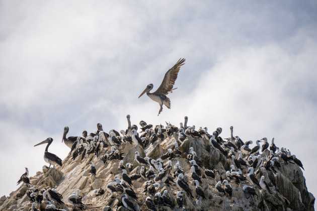 Guano: il fertilizzante che rivoluzionò l'agricoltura Chincha