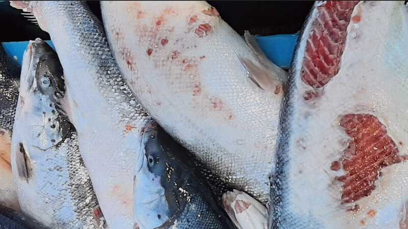 Quasi 3500 osservazioni contro la legge sull'acquacoltura islandese