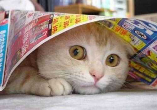 Dieci regole per un gatto felice e un padrone sostenibile