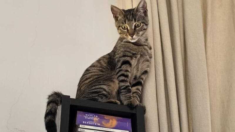 I gatti sono compagni di vita nelle case italiane