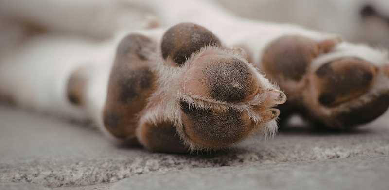 Condanna per l'uomo che ha investito e ucciso un cane a Melpignano