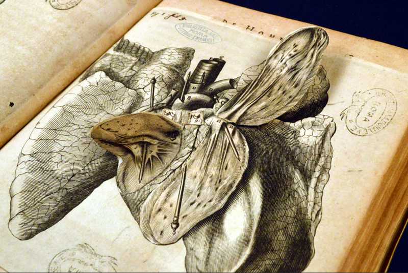 Libri Animati: Un Viaggio Attraverso la Storia