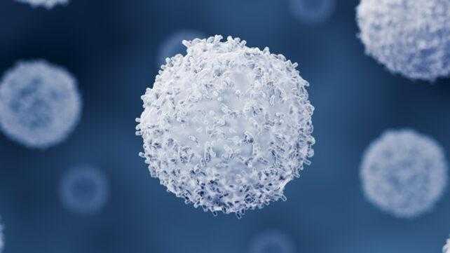 Toxoplasma Gondii: Nuove Scoperte sul Sistema Immunitario Cerebrale