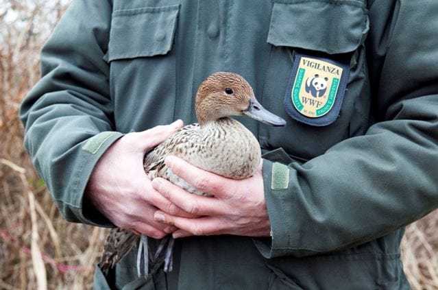 Conclusione Positiva di un’Indagine di 7 Anni per le Guardie WWF