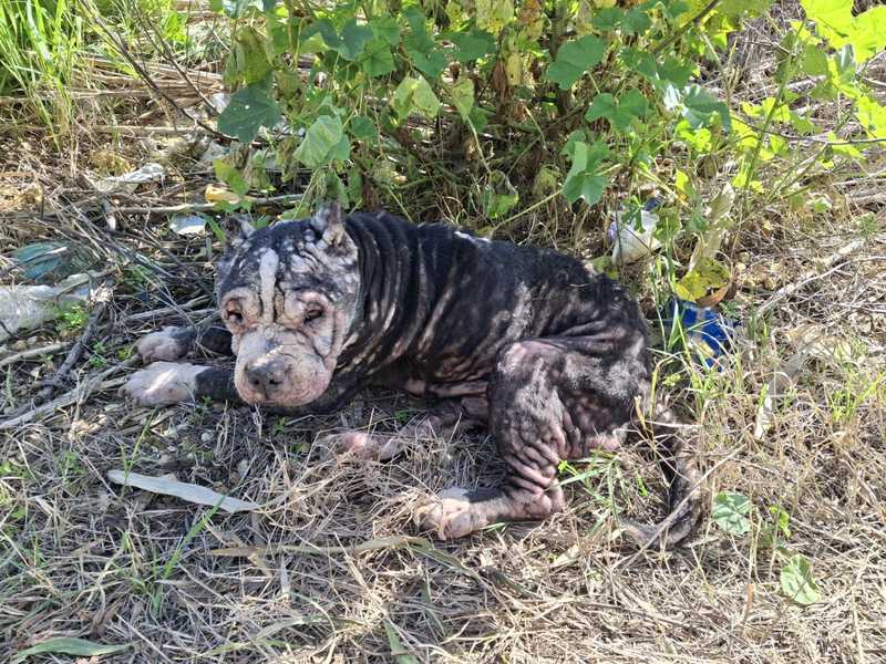 Soccorso Un Cane in Grave Condizione a Misiliscemi